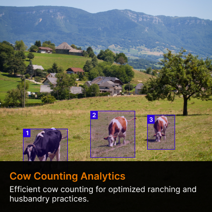 cow counting analytics