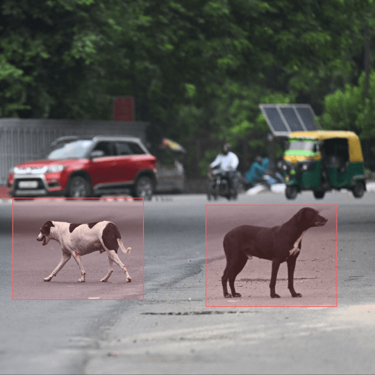 Stray Animals detection