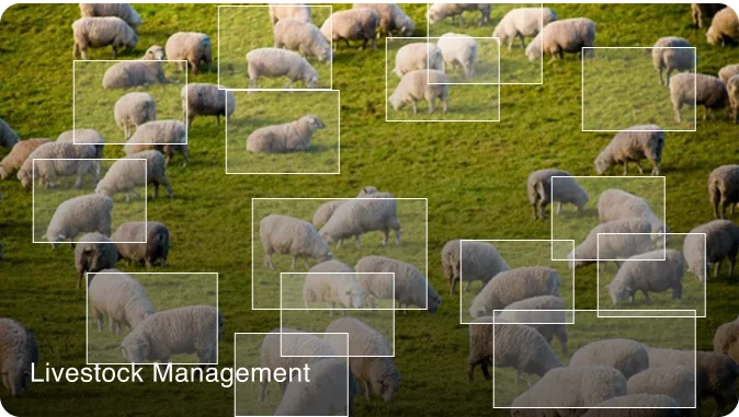 livestock management