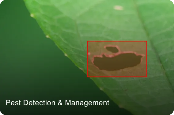 pest detection and management