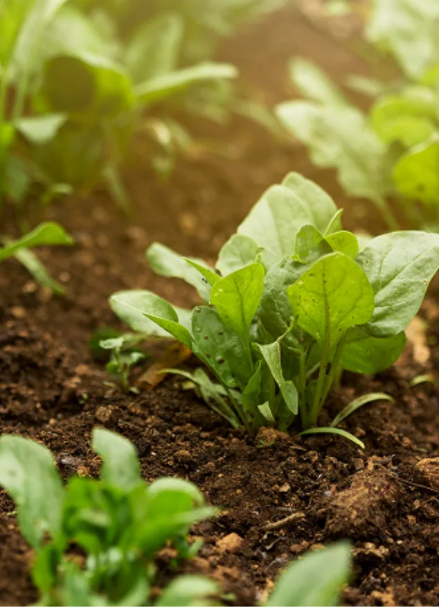 pest activity, excessive watering