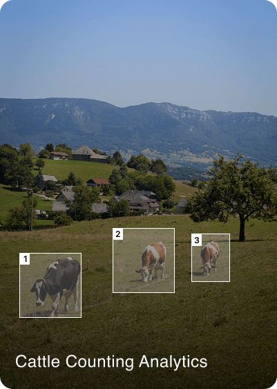 cattle counting analytics
