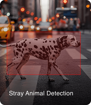 stray animal detection