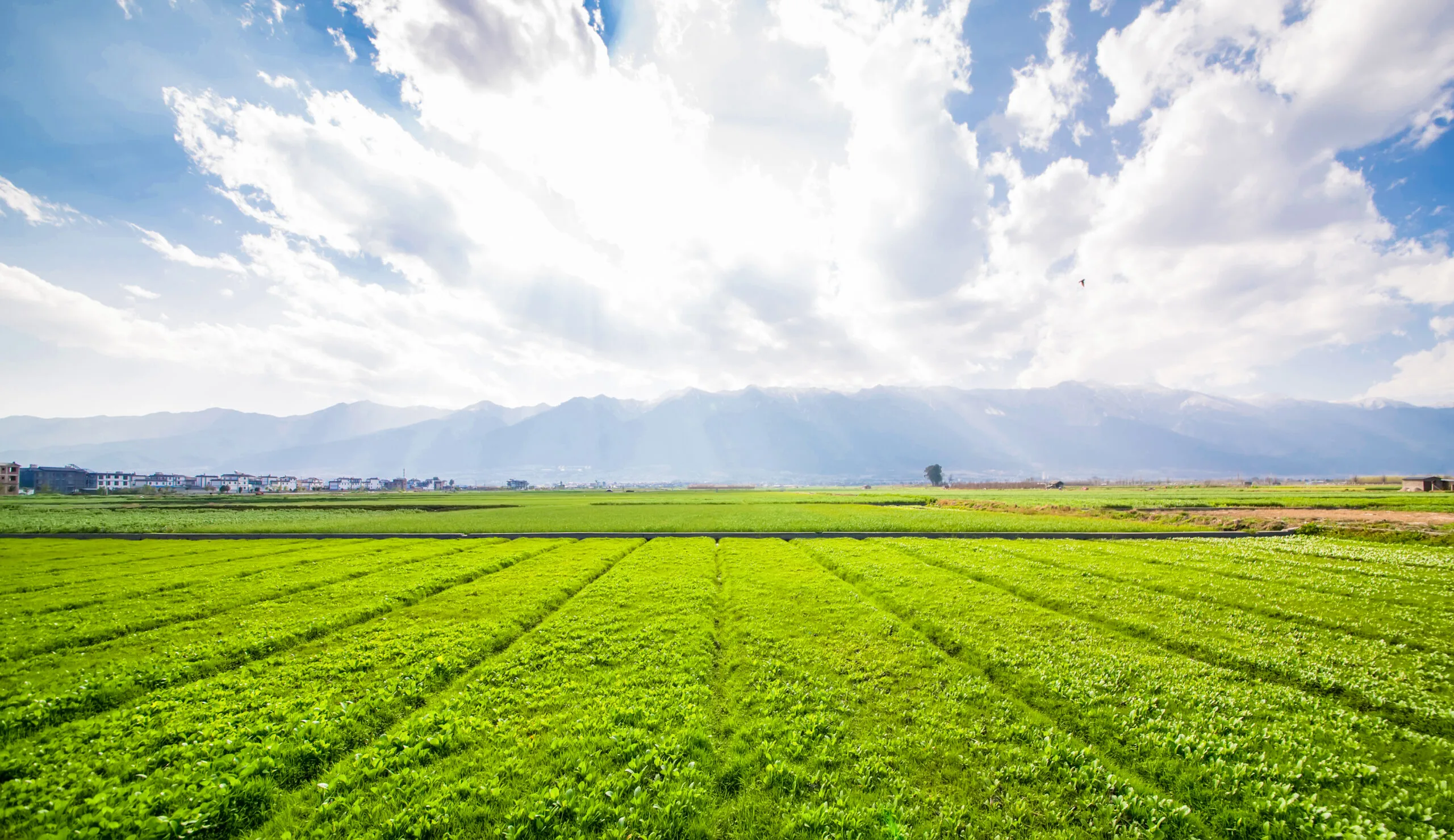 AI-powered agricultural video analytics detecting crop damage, pest activity, excessive watering, and animal intrusion for smarter, safer farms.